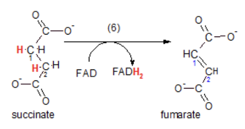 <p>Succinate is dehydrogenates to become fumarate. The substrate is oxidized FADH2 (2 are created).</p>