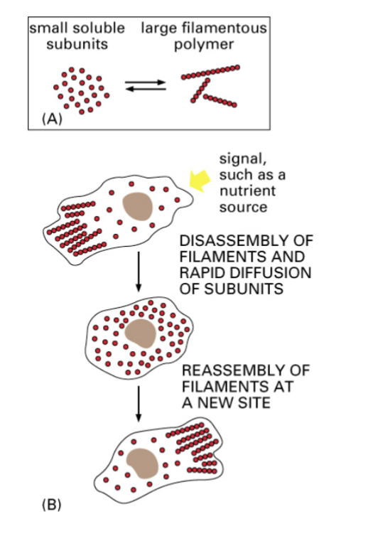 <p>cell polarization, shape change, and motility involves a deployment of this:</p><ul><li><p>dynamic assembly and disassembly of polymers (noncovalent)</p></li><li><p>regulation and modification of their structure by associated proteins</p></li><li><p>actions of motor proteins among the polymers (key to driving in particular direction)</p></li></ul><p></p>