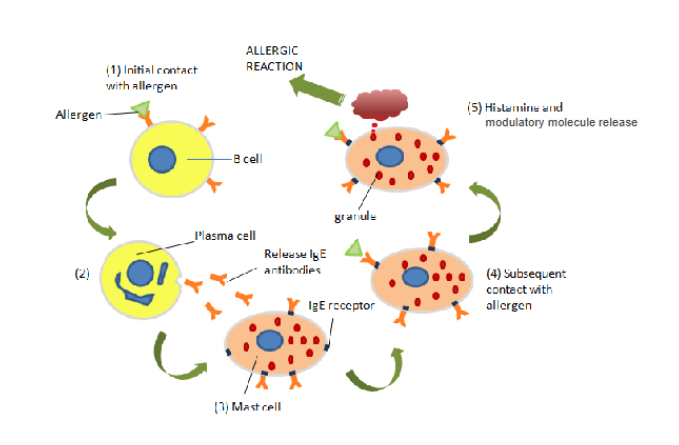 <p>The cause of allergic reaction</p>