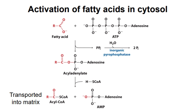<ul><li><p>They must be activated</p></li><li><p>This occurs in the outer mitochondrial membrane and cytosol where fatty acids are converted to acyl-CoA by <strong>acyl-CoA synthetase</strong> (also known as fatty acyl-CoA ligase)</p></li><li><p>This reaction requires ATP, which is hydrolyzed to AMP and PPi</p></li><li><p>Acyl-CoA and AMP are then transported to the matrix</p></li></ul><p></p>