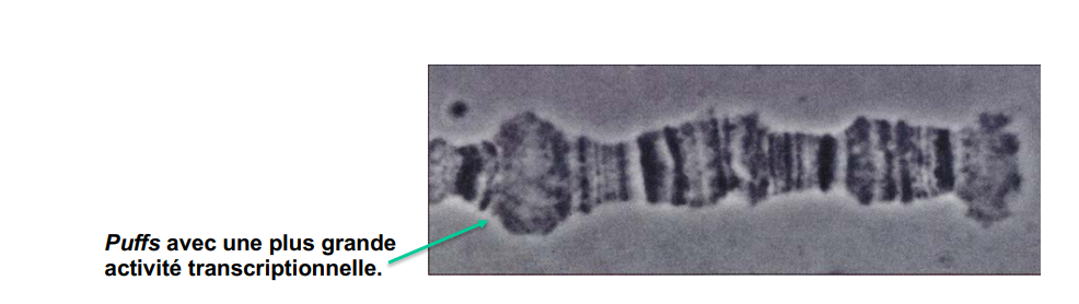Qu’est ce que les puffs ?
