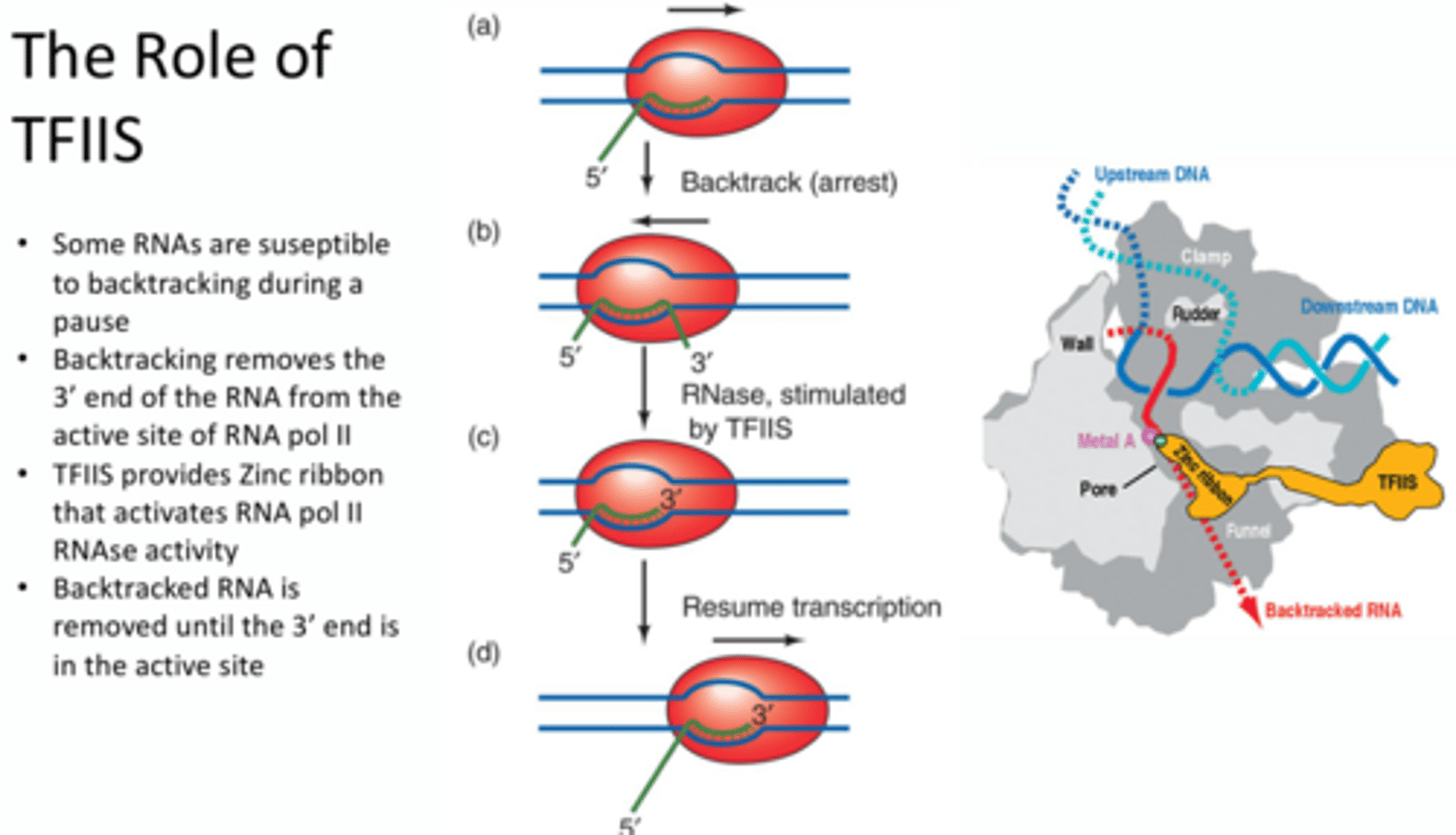 <p>TFIIS – provides zinc ribbon that activates RNA pol II RNAse activity. When backtracking occurs the 3’ end sticks out through the entry tunnel so no new nucleotides can be added to the active site. TFIIS binds the zinc ribbon to another metal ion to activate the RNAse activity to degrade this extruding 3’ end until it is within the active site so that transcription can occur.</p><p>TLDR - TFIIS assists in the degradation of backtracked RNA</p>