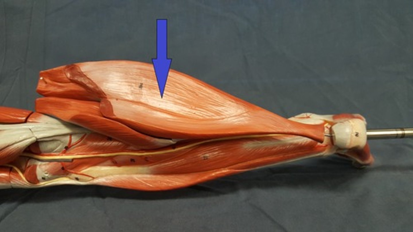 <p>Deep to the Calcaneal tendon and Gastrocnemius m.</p>