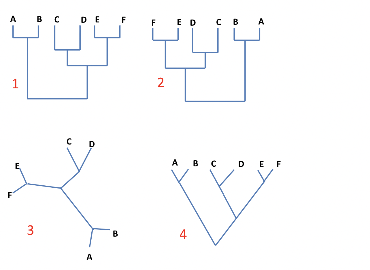 <p>True or False, these phenlogy trees are the same </p>