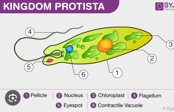 <p>Protist</p>