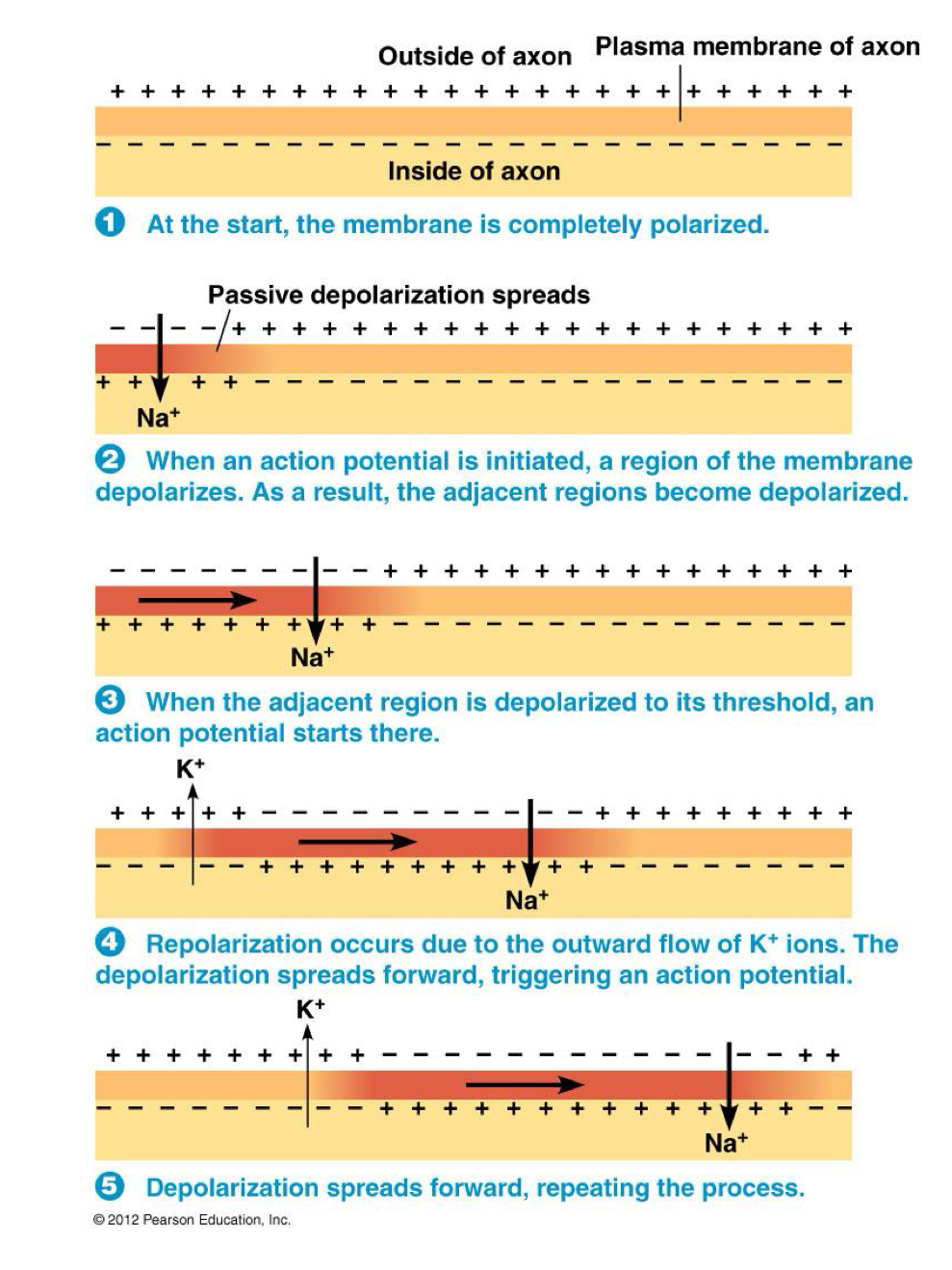 <p>passive depolarization; not segments but a flow</p>