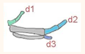 <p><span>Recall that the chicken forelimb has three digits, d1, d2, and d3, from anterior to posterior (see figure).&nbsp; If you treat a developing chicken forelimb bud with cyclopamine (an inhibitor of SHH signaling), what would you expect to see as a</span></p>