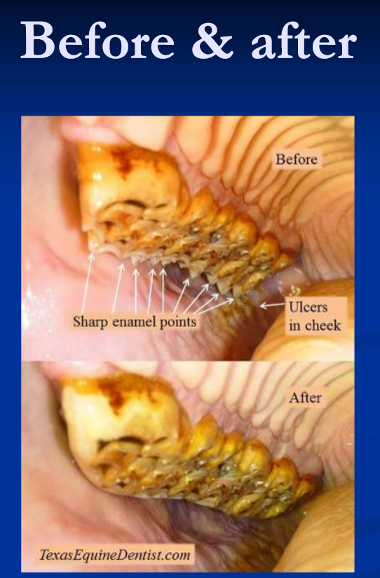<ul><li><p>as needed in young horses with deciduous and erupting cheek teeth </p></li><li><p><strong>once annually for pastured horses </strong></p></li><li><p>2x/yr for stabled horses </p></li><li><p>as needed for horses with malocclusions, missing teeth </p></li><li><p>hand floats or power instruments; careful with power float thermal injection </p></li></ul><p></p>