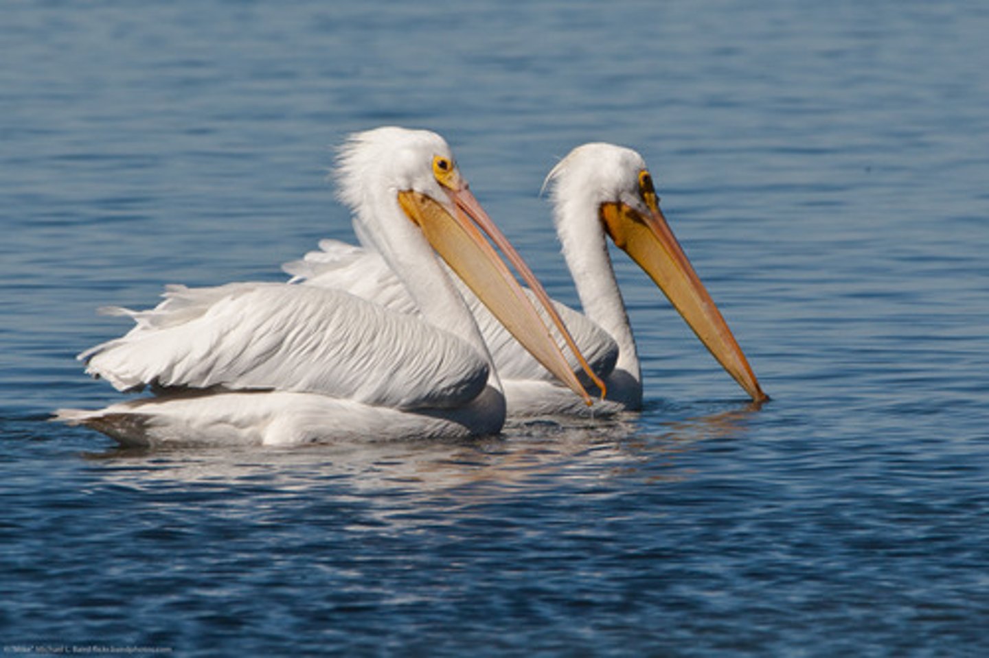 <p>Pelicaniformes</p>