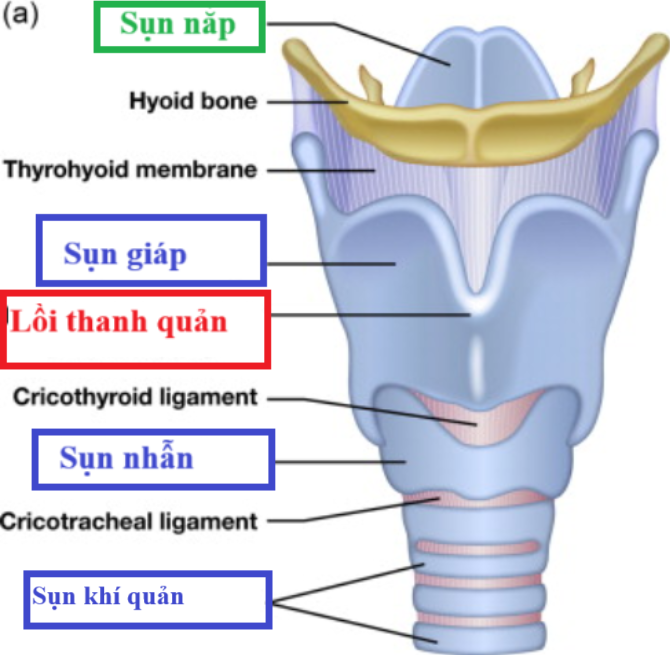 <p><strong>Lồi thanh quản </strong><span style="color: purple"><em>(Laryngeal prominence) </em></span><strong>nằm ở sụn nào dưới đây:</strong></p><p>A. Sụn nhẫn <span style="color: purple"><em>(Cricoid cartilage)</em></span></p><p>B. Sụn phễu <span style="color: purple"><em>(Arytenoid cartilage) </em></span></p><p>C. Sụn giáp <span style="color: purple"><em>(thyroid cartilage) </em></span></p><p>D. Sụn khí quản <span style="color: purple"><em>(tracheal cartilage) </em></span></p>