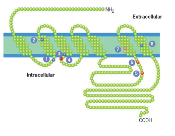 - constitutive stimulation (gain of function): 1, 2, 5, 6, 7, 8 - majority
- block (loss of function): 3 & 4