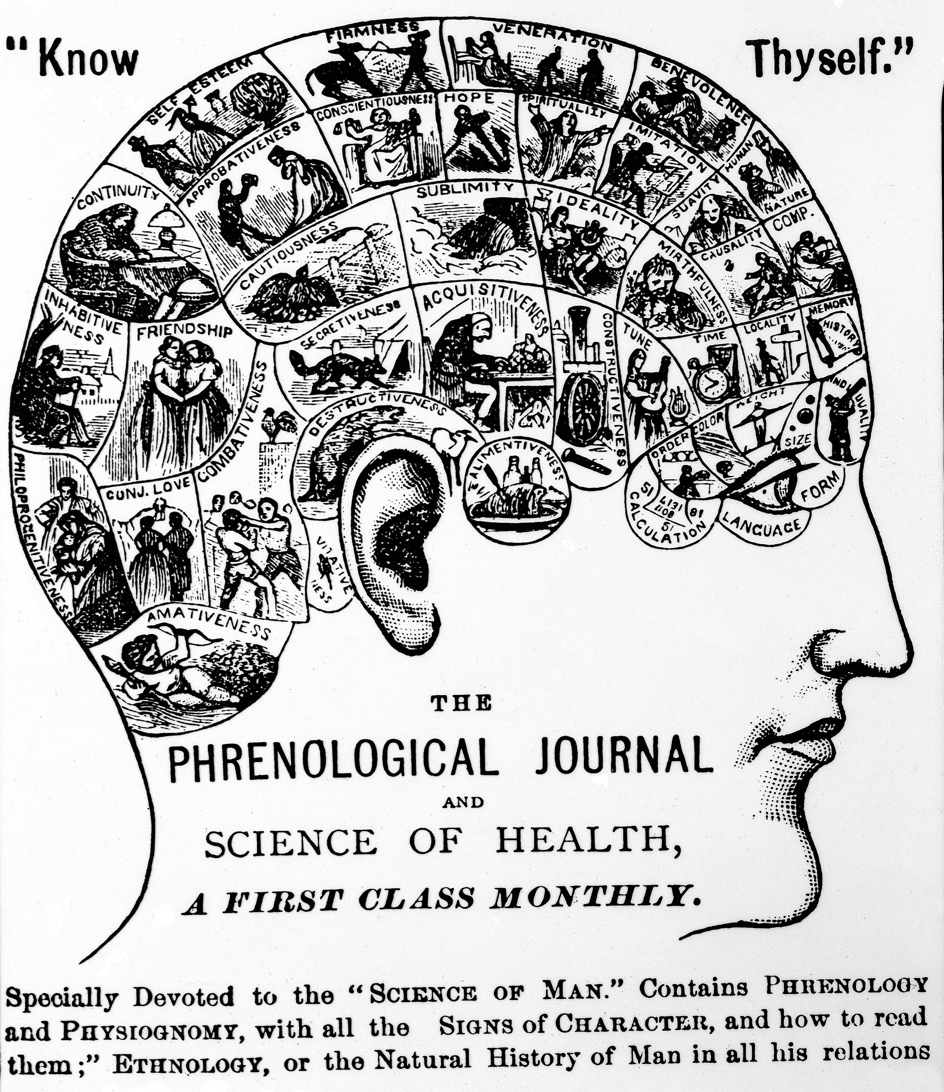<ul><li><p>He thought the brain had different characteristics.</p></li><li><p> If one characteristic was bigger than others there would be a bump.</p></li><li><p>He became a fun act for rich people who would pay him to figure out their best characteristics.</p></li><li><p>When the brain hits the skull = concussion</p></li></ul><p></p>