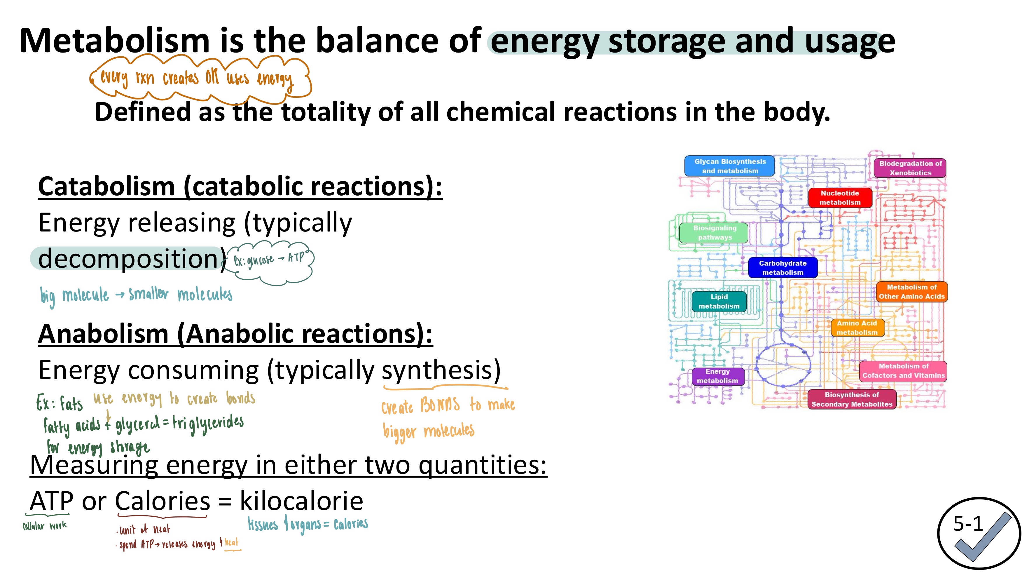 <ul><li><p><strong>Metabolism</strong>: Balance of energy storage and usage</p><ul><li><p>the totality of all chemical reactions in the body</p></li></ul></li><li><p><strong>Catabolism</strong>: energy RELEASING (decomposition reactions) </p><ul><li><p>big molecule → smaller molecules</p></li></ul></li><li><p><strong>Anabolism</strong>: energy consuming (synthesis reactions)</p><ul><li><p>CREATING bonds to make BIGGER molecules</p></li></ul></li><li><p><strong>Energy unit</strong>: ATP or calories</p></li></ul><p></p>