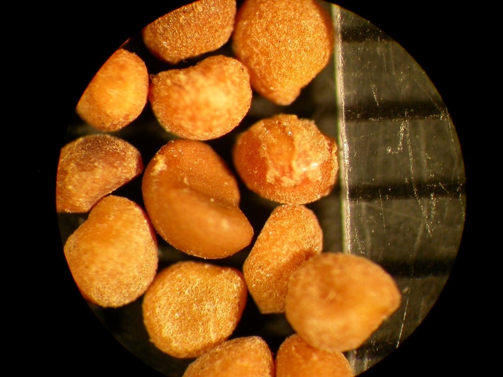 Cuscuta L.
