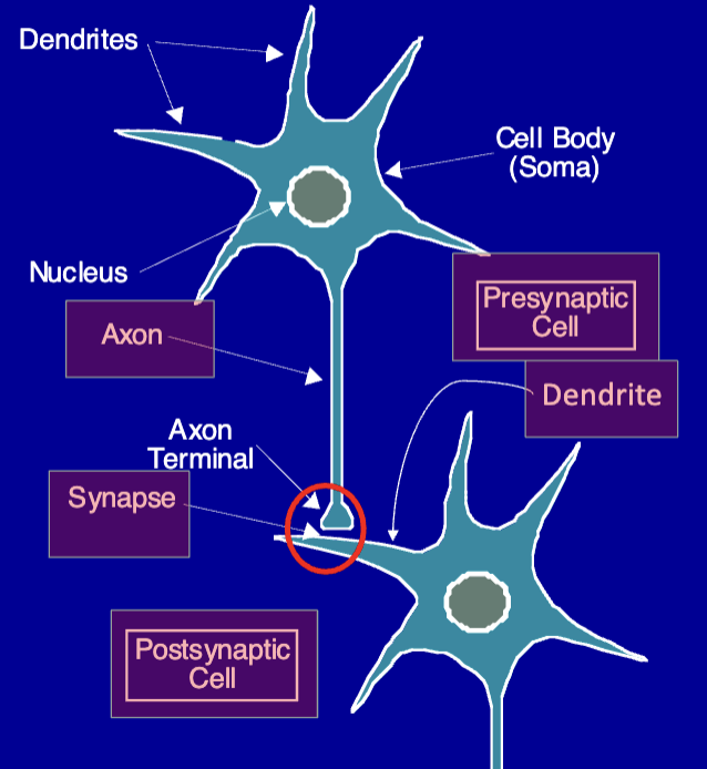 neuronal interaction