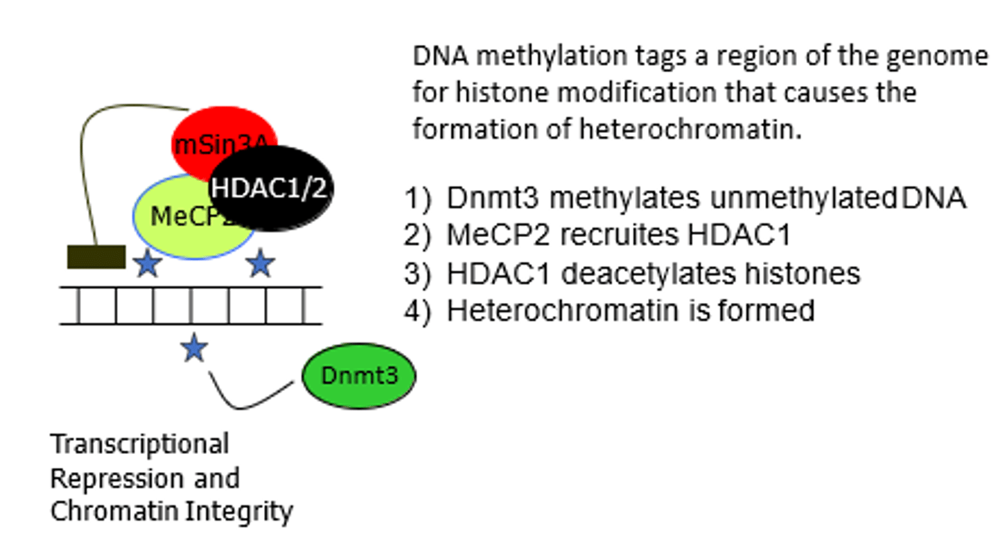 <p>1- Dnmt3 (DNA methyltransferase) methylates (adds methyl groups) DNA</p><p>2- MeCP2 protein recruites HDAC1 enzyme complex</p><p>3- HDAC1 deacetylates histones </p><p>4- Heterochromatin is formed</p>