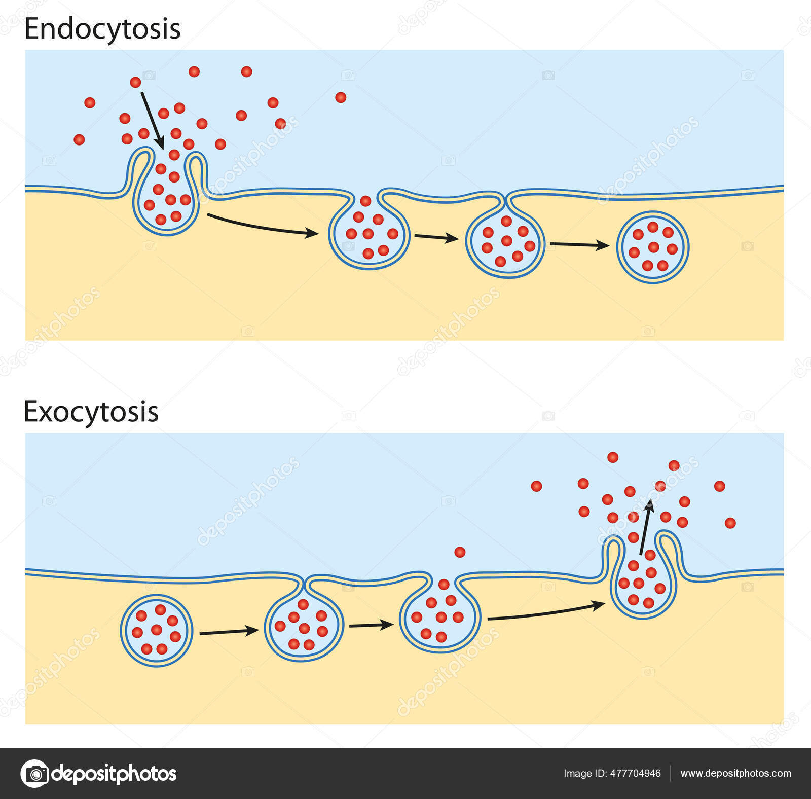 <p><span>Endocytos är när större molekyler kommer in i cellen genom att det bildas fickor inåt i membranet som sedan blir till blåsor och som i sin tur löses upp av olika enzymer.</span><br><br><span>Exocytos är när ämnen lämnar cellen på samma sätt.</span></p>