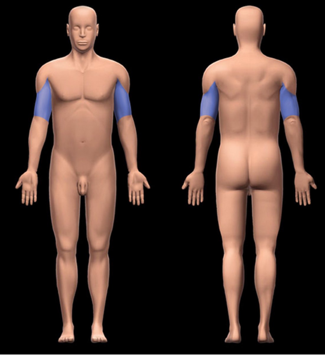 <p>upper arm (shoulder to elbow)</p>