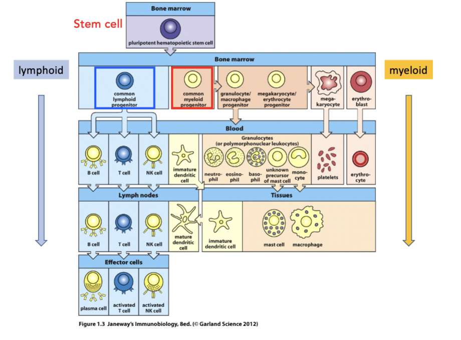 <p><strong>generation of immune cells (hematopoiesis)</strong></p><ul><li><p>myeloid cells are _____</p></li></ul><p></p>