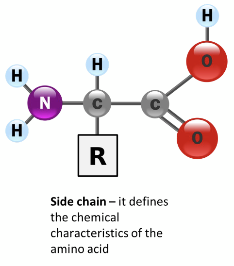 <p>DNA → RNA → protein</p><p>first discovered in 19th century</p><p>> 700 exist in nature but only 22 building blocks for proteins in cells</p><p></p><p>Structure:</p><p><strong>Amino group</strong> - one side of polypeptide chain in proteins has this group exposed. it is called the N-terminus end</p><p><strong>Carboxyl group </strong>- other side of the polypeptide chain in proteins has this group exposed. it is called the C-terminus end</p><p><strong>Side chain -</strong>defines chemical characteristics of the amino acid</p>