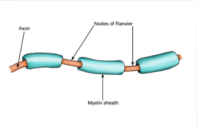 <p>Myelin sheath</p>