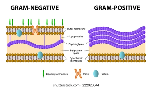 <ul><li><p><strong><span>Grampositiva</span></strong><span>: té una capa de peptidoglicans (mureïna)</span></p></li><li><p><strong><span>Gramnegativa</span></strong><span>: capa de peptidoglicans (mureïna) amb una </span><u><span>membrana externa de lipopolisacàrids</span></u></p></li></ul><p></p>