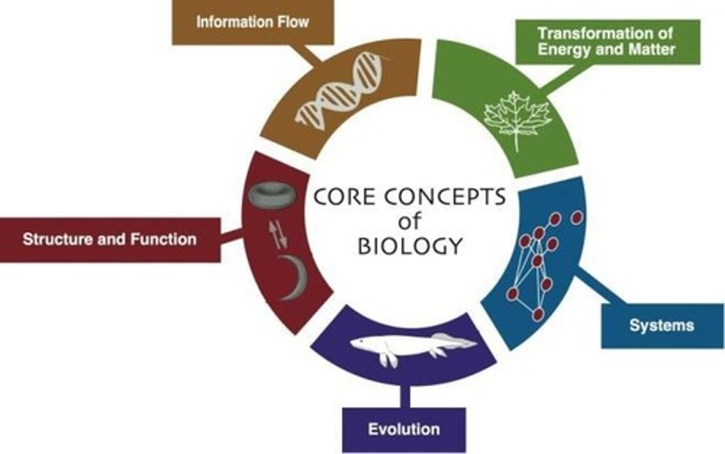 <p>1. Evolution, 2. Structure and Function, 3. Information Flow, Exchange, and Storage, 4. Energy and Matter, 5. Systems</p>