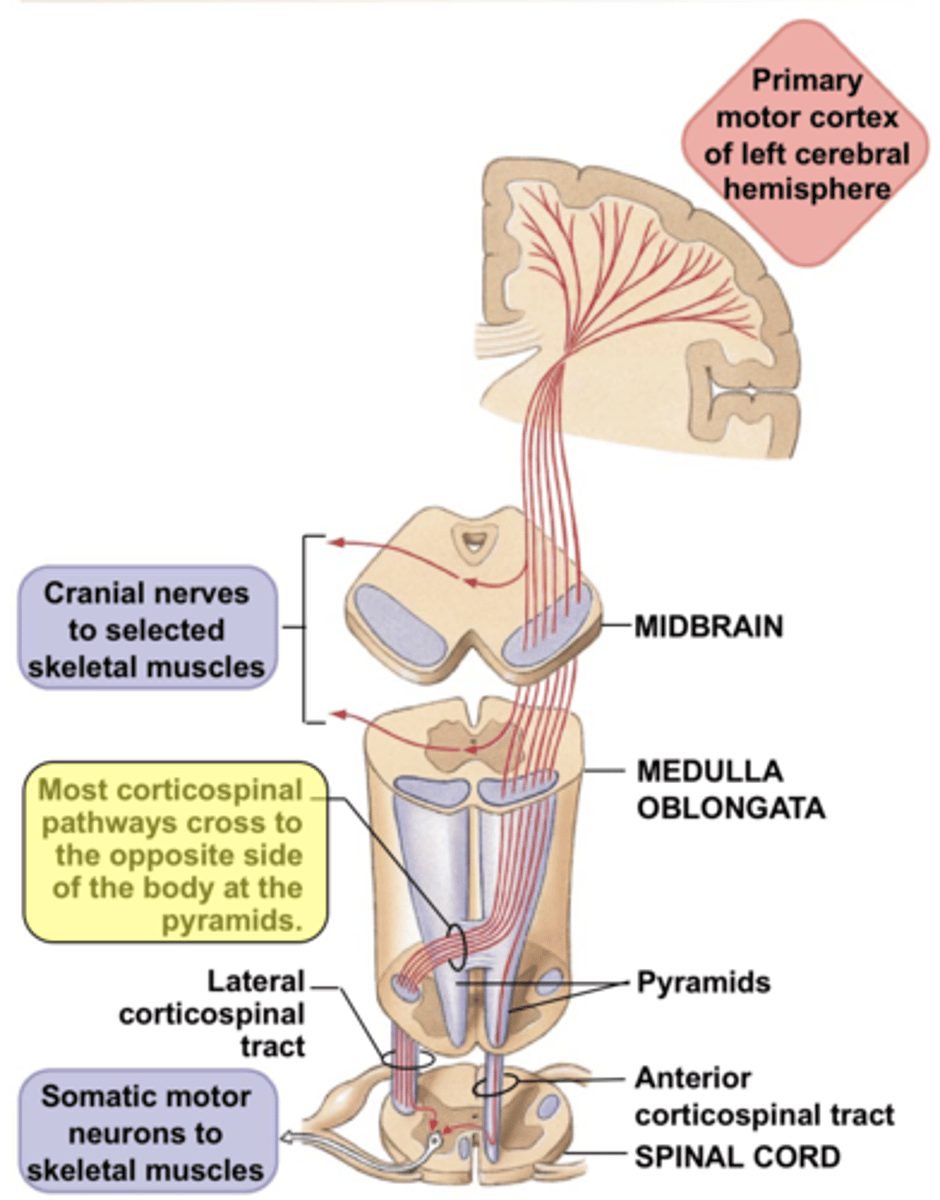 <p>connects motor neurons in cortex to motor neurons throughout the body <br>- <b>primary white matter tract</b><br>- made up of UPPER NEURONS</p>