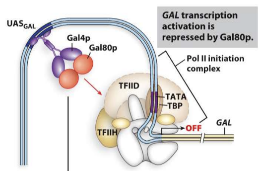 <p>Gal80p made </p><ul><li><p>Binds to Gal4p and blocks Gal4p from binding to RNA polymerase to help start transcription therefore no transcription</p></li></ul>