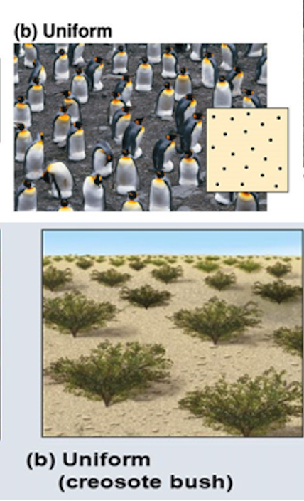 evenly spaced

e.g. Nesting king penguins exhibit nearly uniform spacing, maintained by aggressive interactions between neighbors.