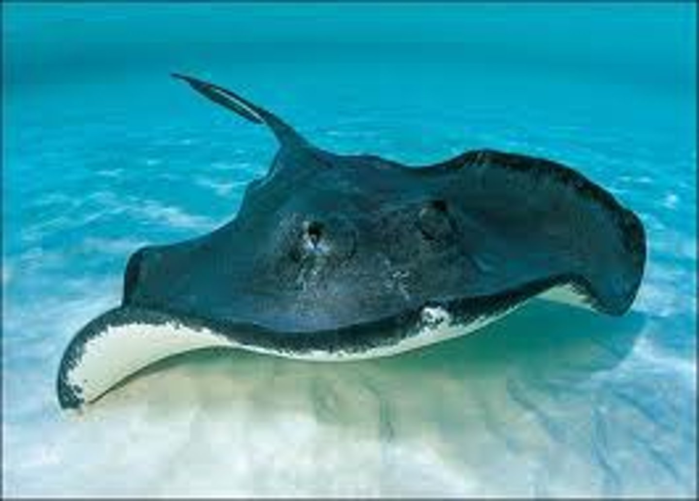 <p>manta ray</p>