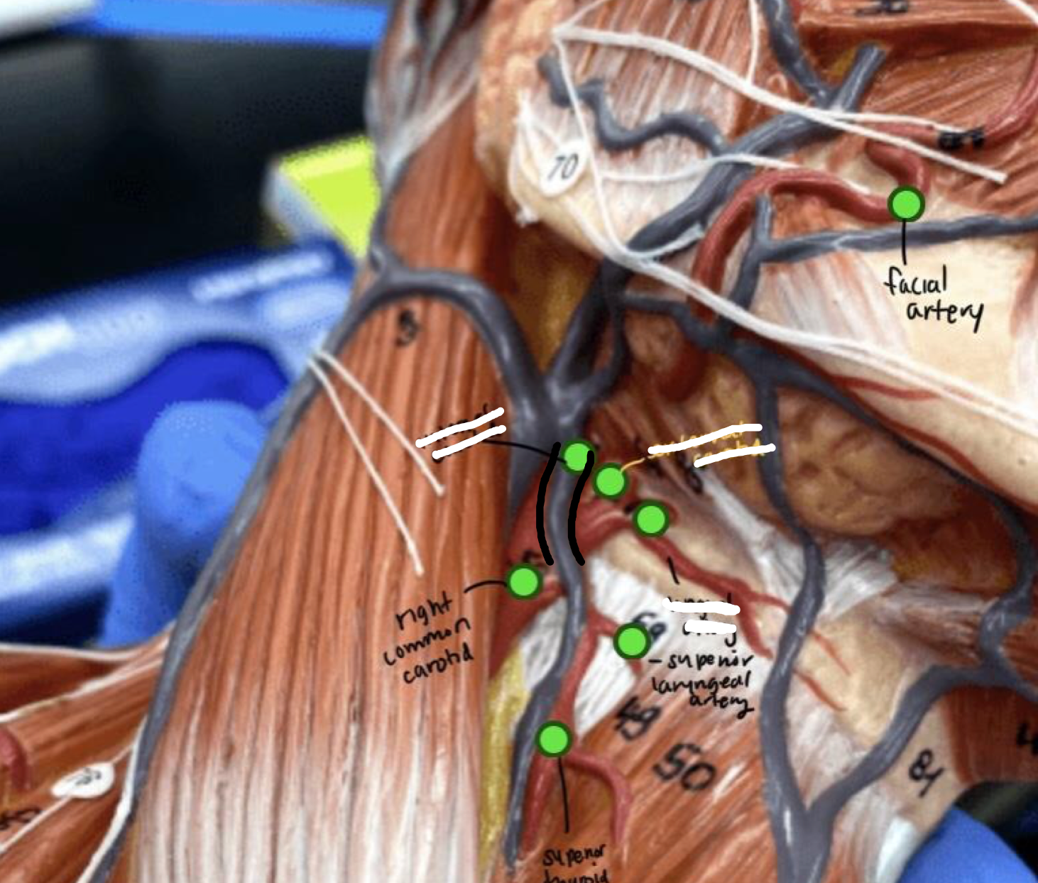 <p>Upper part of the blue neck vein</p>