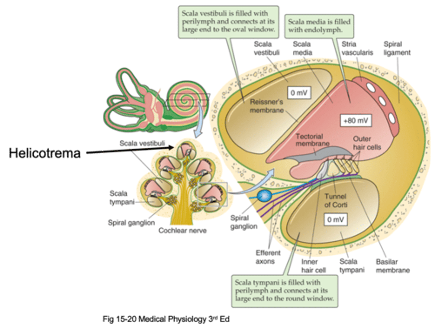 <p>When things go wrong in the scala media compartment, what happens?</p>