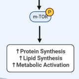 <p>• PIP3 leads to the activation of<strong> m-TOR </strong></p><p>• Promotes <u>anabolic metabolism</u> to produce components for cell division</p><p></p><p>*Master Regulator of metabolism</p><p>-Says make more</p>
