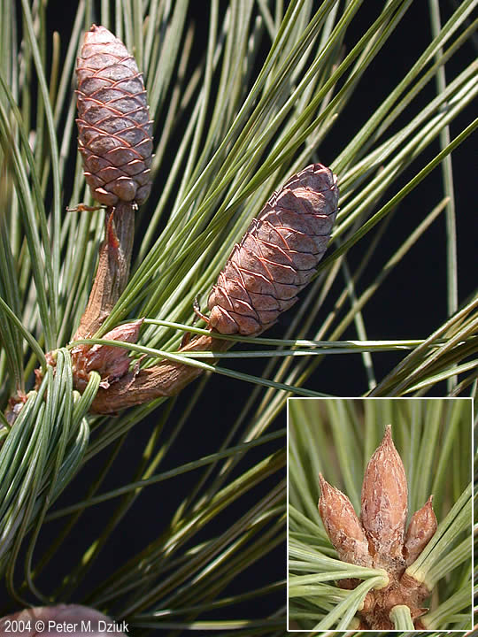 <ul><li><p>moist / sandy soils, old agro land</p></li><li><p>bark: smooth grey, turns red / brown w age,  develops scales &amp; ridges</p></li><li><p>needles: puffy look overall, 5 out of fascicles</p></li><li><p>repro: cylindrical cone, 4-8 in long</p></li></ul>