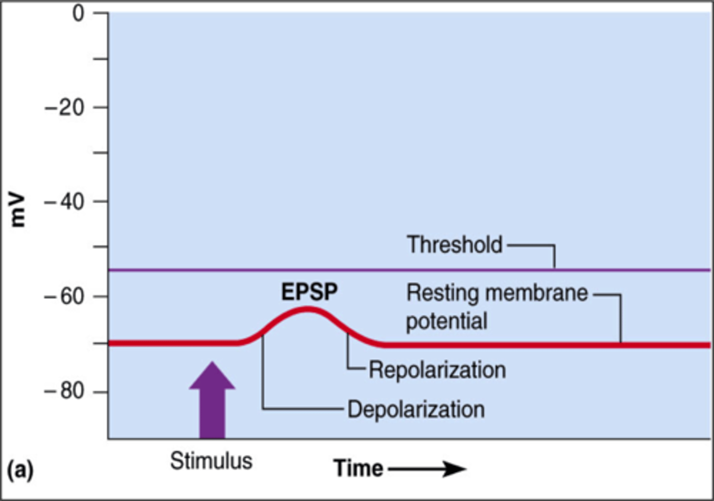 <p>- graded depolarization caused by the arrival of a neurotrans. at the postsynaptic membrane</p><p>- results form opening of chemically gated Na+ channels</p><p>- affects area immediately surrounding the synapse</p>