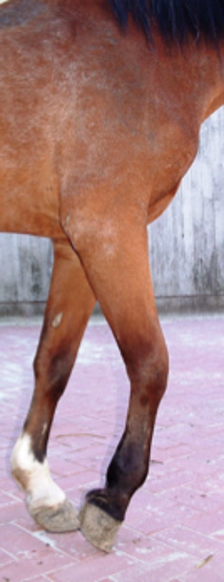 <p>Du bliver præsenteret for en meget halt hest, som vist på billedet. Du er bekymret for, om hesten har fået en fraktur. Hvad er den mest sandsynlige diagnose?</p><p>- Fraktur af hovbenet.</p><p>- Olecranon fraktur</p><p>- Metatarsal fraktur</p><p>- Os carpale III fraktur</p>