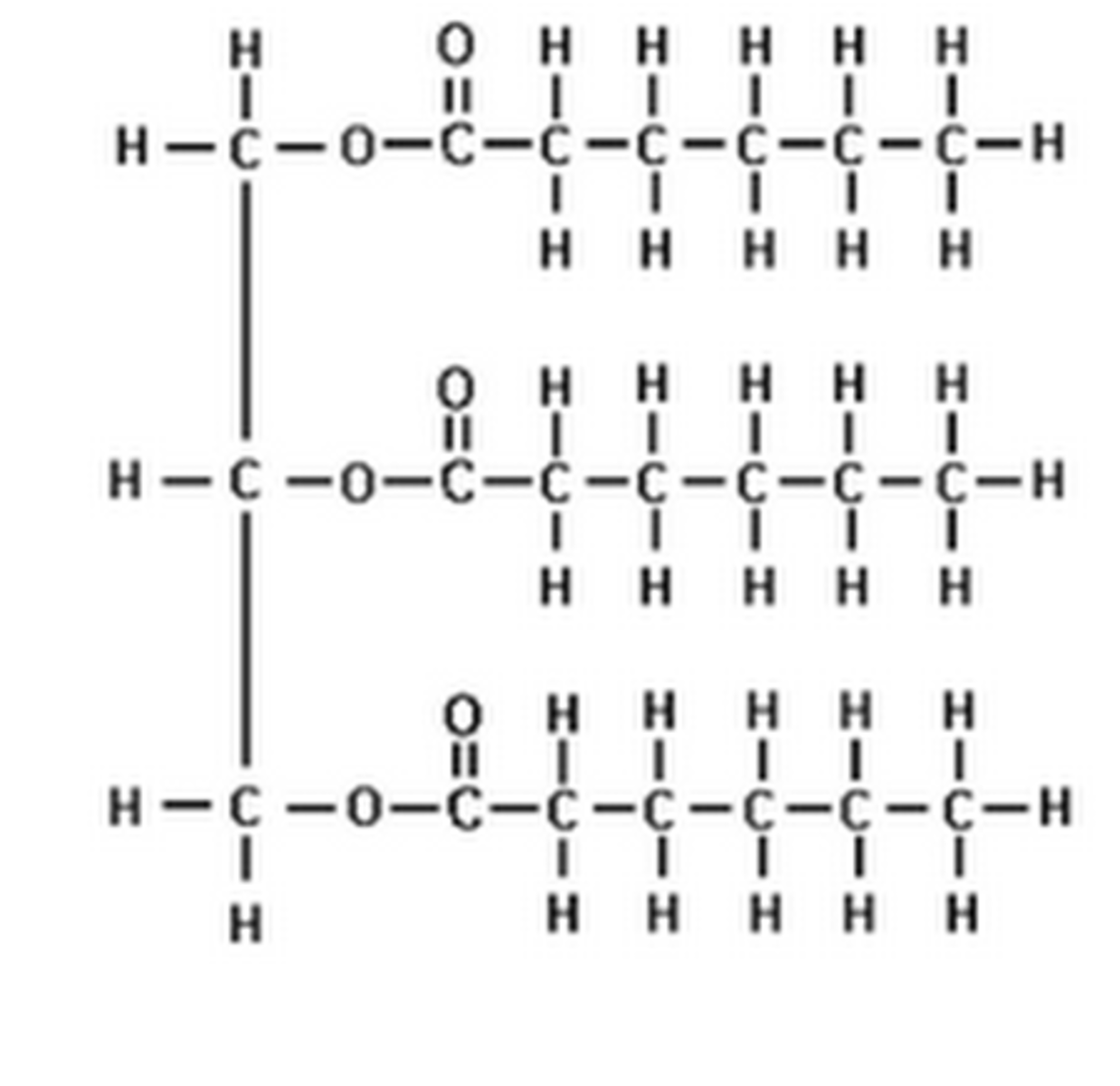 <p>Glycerol and three fatty acids.</p>