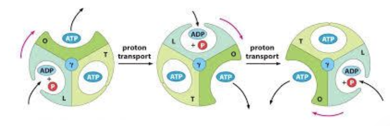<ul><li><p>know the 3 subunits (alpha and beta x3) which change conformations, substrates involved (ADP) – moving 120 degrees resulting in ATP – moving another 120 degrees will release the ATP</p></li><li><p>ATP synthase has three conformations: open (O), loose (L), and tight (T). </p><ul><li><p>In the open conformation, ADP and inorganic phosphate enter</p></li><li><p>In the loose conformation, they are held together</p></li><li><p>In the tight conformation, ATP is synthesized, which is then released back into the mitochondrial matrix.</p></li><li><p></p></li></ul></li></ul><p></p>