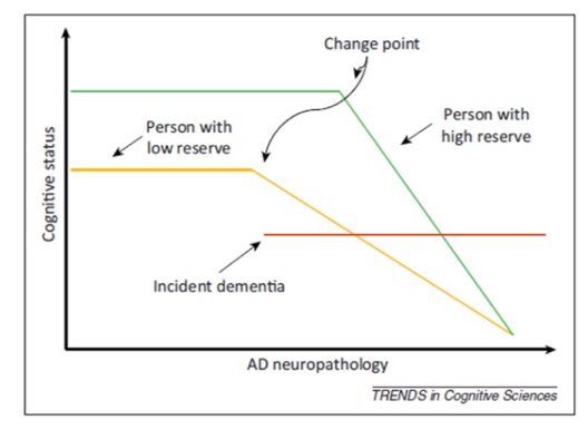 <p>=Cummulative enhancement of neural resources based on genetic and or environmental factors: helping to mitigate the effects of decline caused by aging/age-related diseases.</p><p>Ideal: Reserve counteracts aging fully.</p><p>Typical: Only attenuates.</p><p>Cognitive reserve can continue to accumulate in older age.</p><p>Striking inter-individual variability: In cross-sectional studies some 80 year olds perform better than 40 year olds on cognitive tasks impaired by aging.</p>