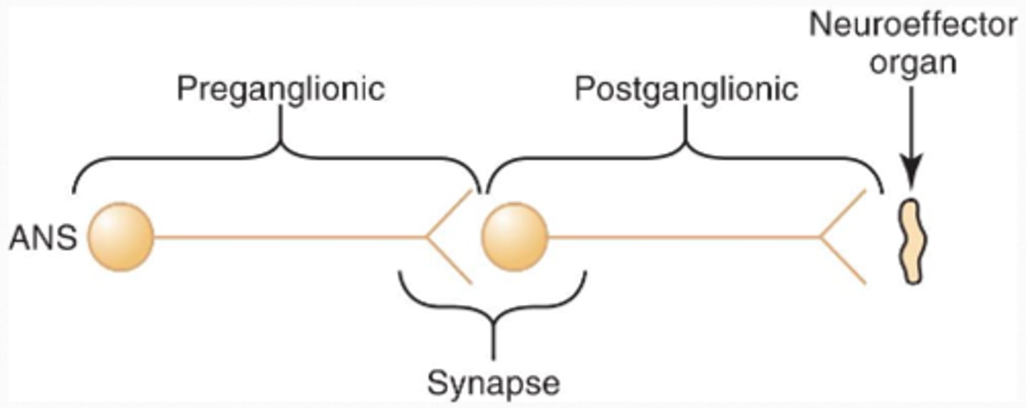 <p>1) Sympathetic and parasympathetic division are distinguished by their:</p><p>- Unique origin sites</p><p>- Relative lengths of their fibers</p><p>- Location of their ganglia</p>