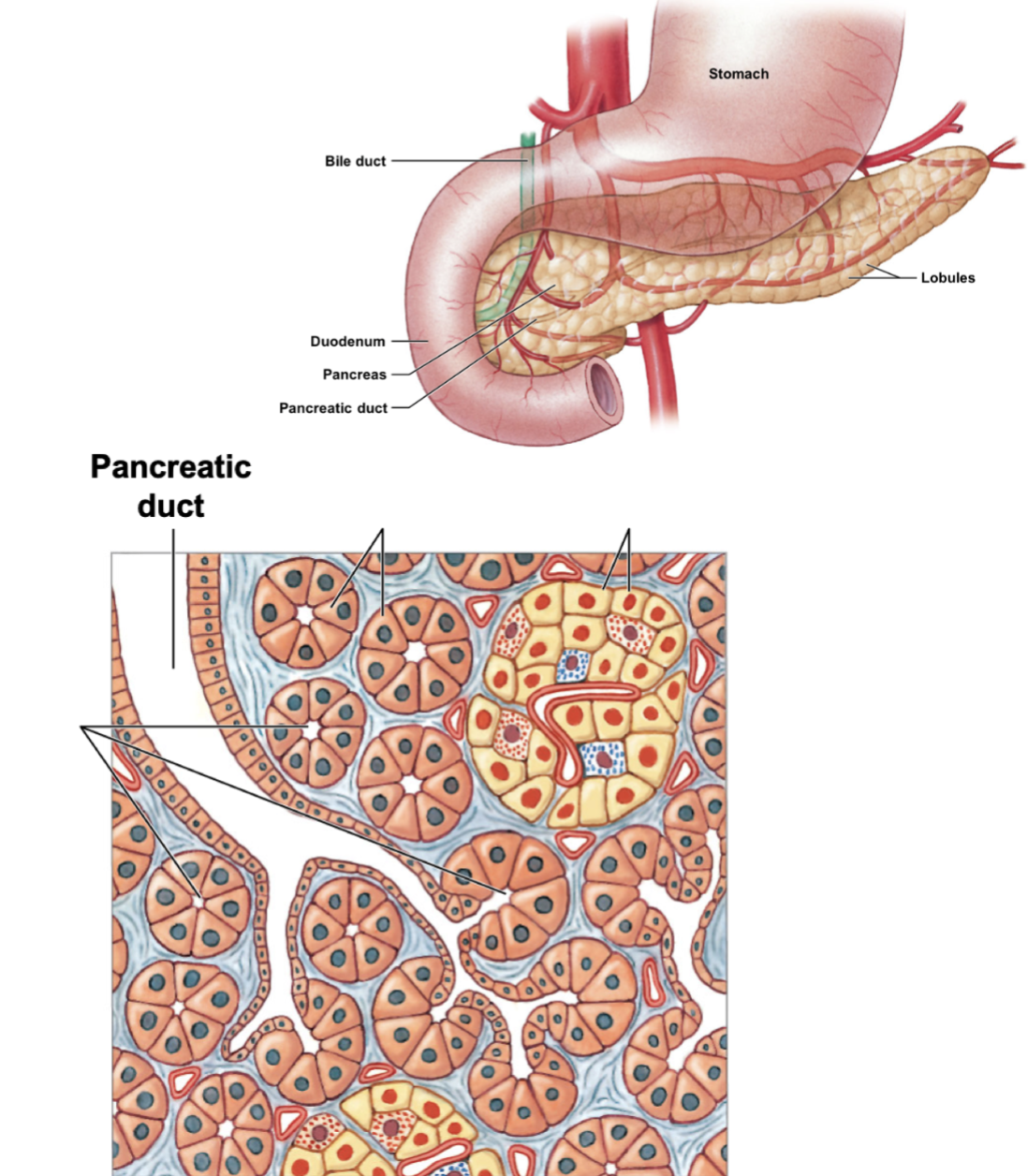 identify the various pancreatic parts.