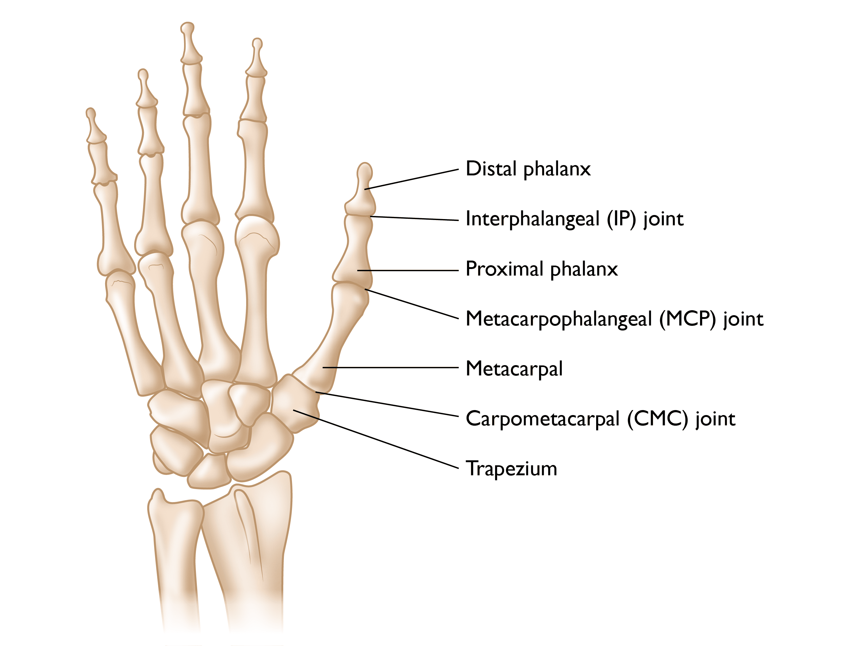 <p>Proximal</p>