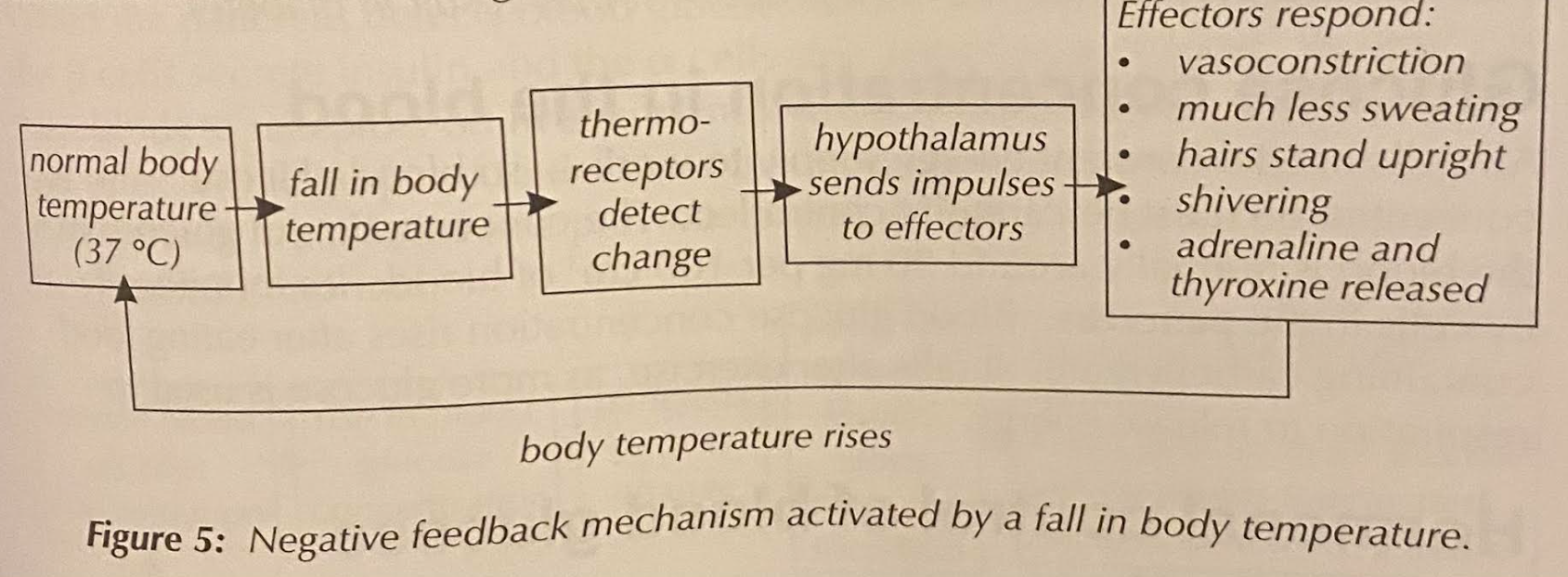 <p>they <strong>increase</strong> body temperature by:</p><p><strong><em>-shivering</em></strong></p><p><strong><em>-vasoconstriction</em></strong></p><p><strong><em>-hairs stand up</em></strong></p><p><strong><em>-hormones (releasing adrenaline and thyroxin)</em></strong></p><p><strong><em>-less sweat</em></strong></p><p>[effectors respond to <strong>produce more heat</strong>]→ mention when asked how is body temp controlled&nbsp;</p>