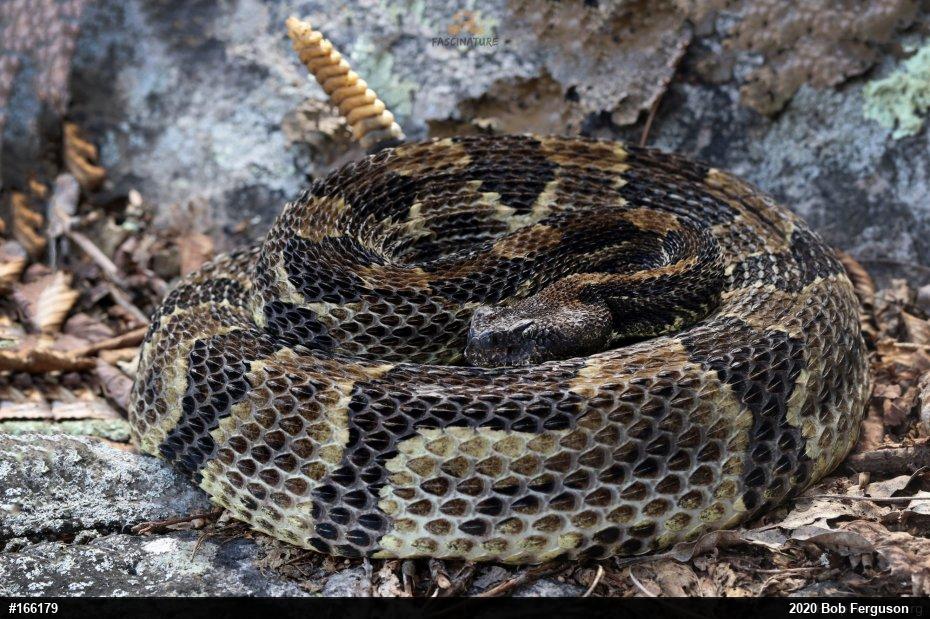 Timber Rattlesnake