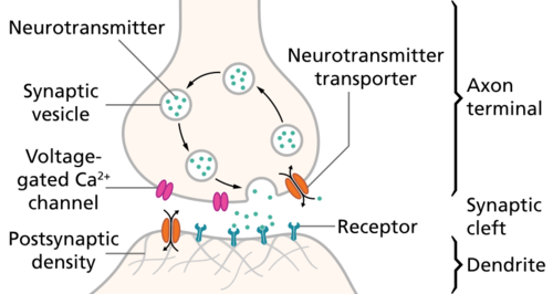The synapse is the gap between two cells: the presynaptic cell (neuron sending the the signal) and the postsynaptic cell (receiving the signal). The presynaptic cell is a neuron.  The postsynaptic cell can be either another neuron or an effector cell (muscle or gland).