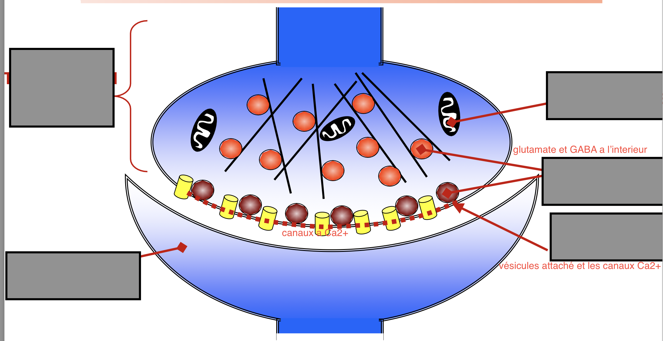 <p>Nommez les différents parties de la synapse chimique : </p>