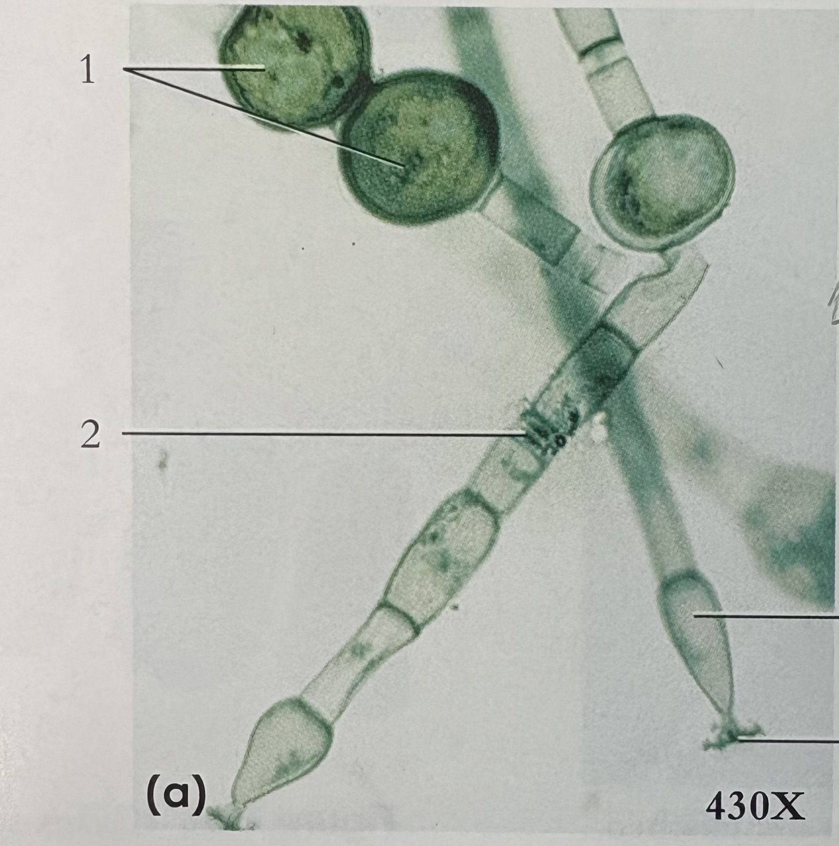 <p>What is phylum, and what is #1</p>
