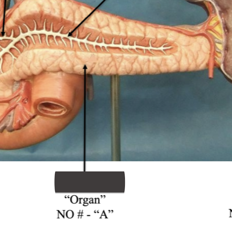 <p>Label organ </p>