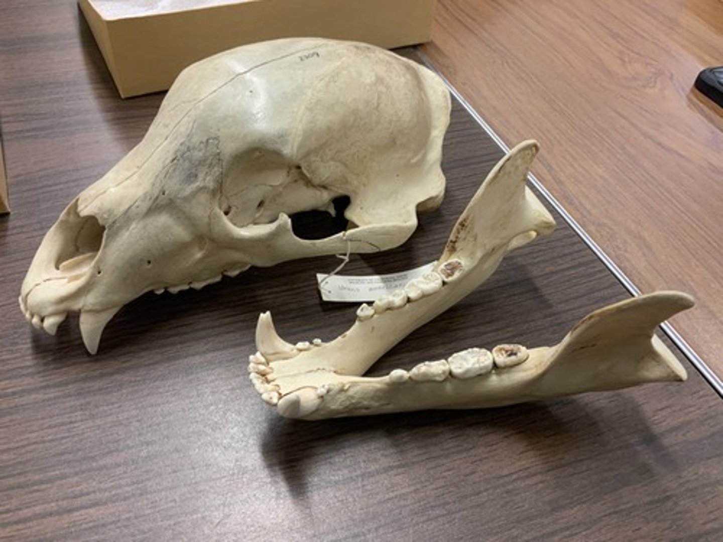 <p>Family, Suborder, Order, Infraclass, Subclass</p><p>-alisphenoid canal</p><p>-short rostrum</p><p>-bunodont teeth</p>